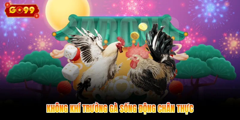 Không khí trường gà sống động chân thực