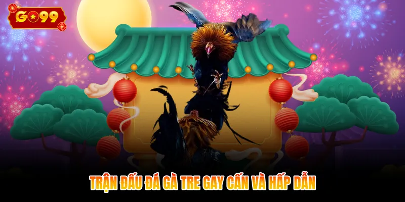 Trận đấu đá gà tre gay cấn và hấp dẫn